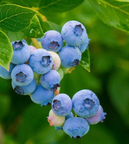 berries, blueberries, vitamins