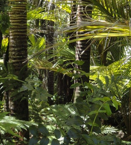 rainforest, palm trees, moss